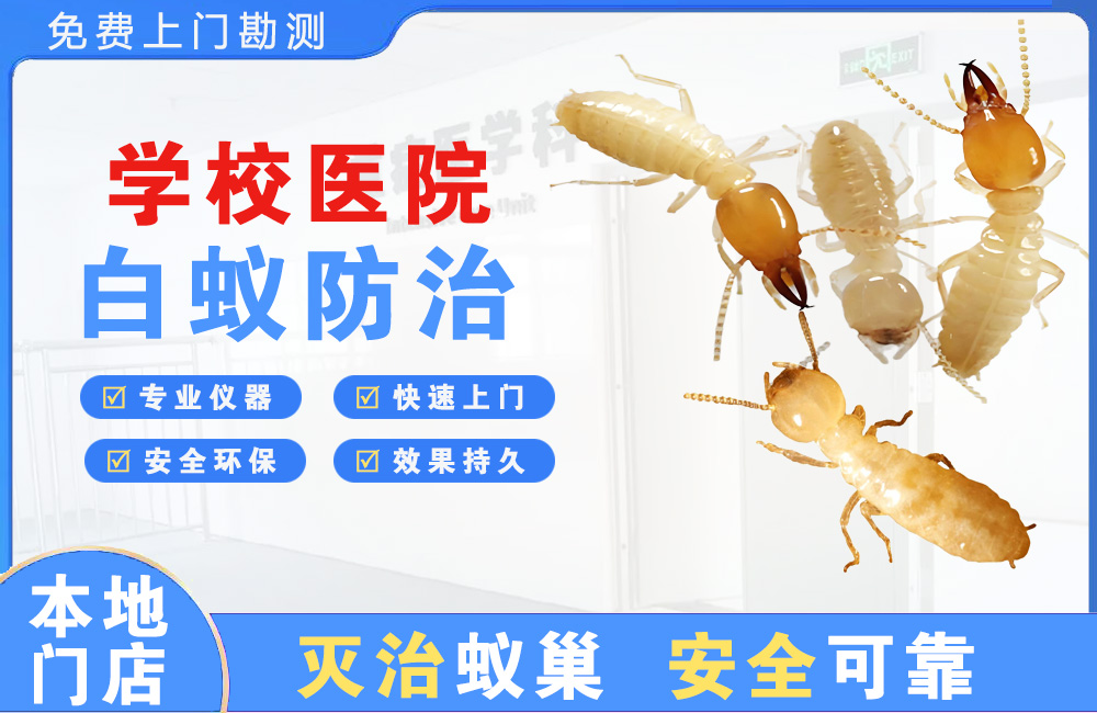 沭阳学校医院白蚁防治