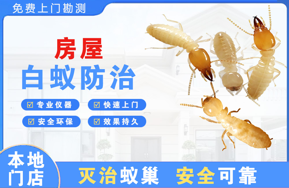 沭阳房屋白蚁防治